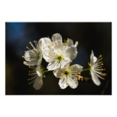 witte bloesems Fotouitbreiding Foto Afdruk (Voorkant)
