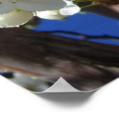 Witte Bloesems II Lentebloeiende Boom Poster (Hoek)