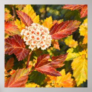 Witte Bloesems Tussen Dieprode Herfstbladeren Poster
