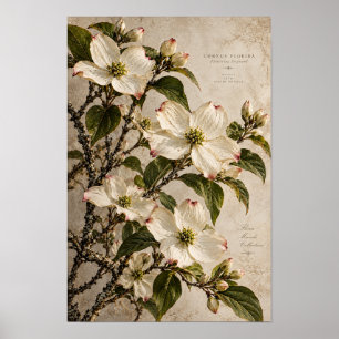 Witte Bloesems van de Amerikaanse Kornoelje Vintag Poster