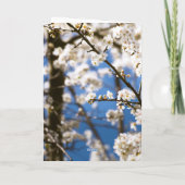 Witte bloesems voor een witte lucht kaart (Achterkant)