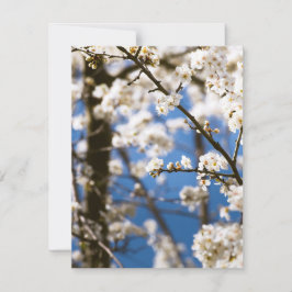 Witte bloesems voor een witte lucht notitiekaartje