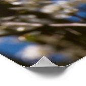 Witte bloesems voor een witte lucht poster (Hoek)