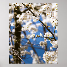 Witte bloesems voor een witte lucht poster