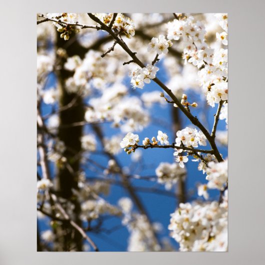 Witte bloesems voor een witte lucht poster (Voorkant)