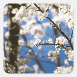 Witte bloesems voor een witte lucht vierkante sticker
