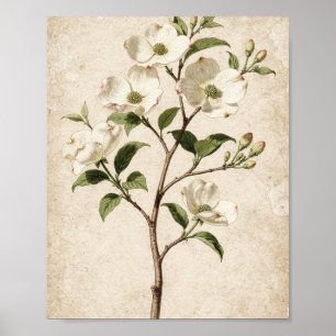 Witte Bloesemtak Botanische Kunst Poster