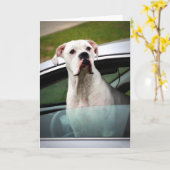 Witte bokser in een auto kaart (Gele Bloem)