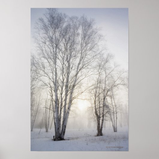 Witte bomen op een sneeuwdag poster (Voorkant)