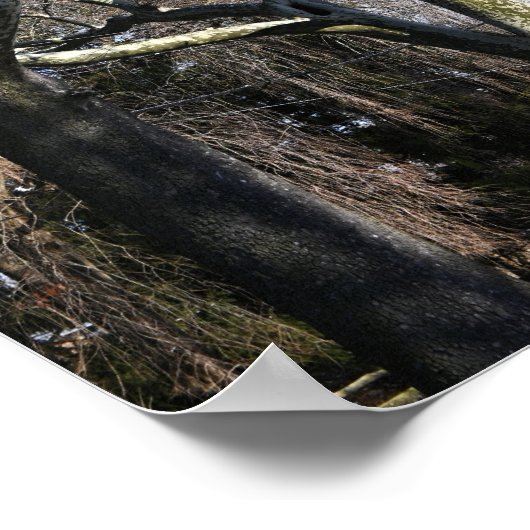 Witte bomen poster (Hoek)