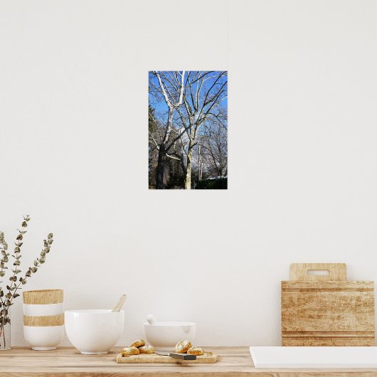 Witte bomen poster (Keuken)