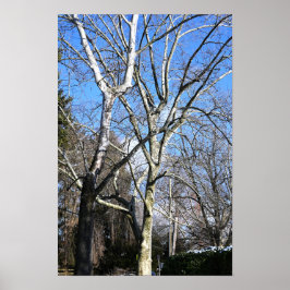 Witte bomen poster