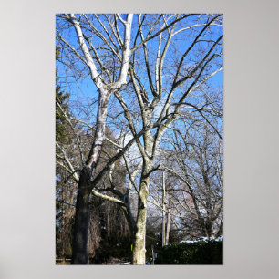 Witte bomen poster