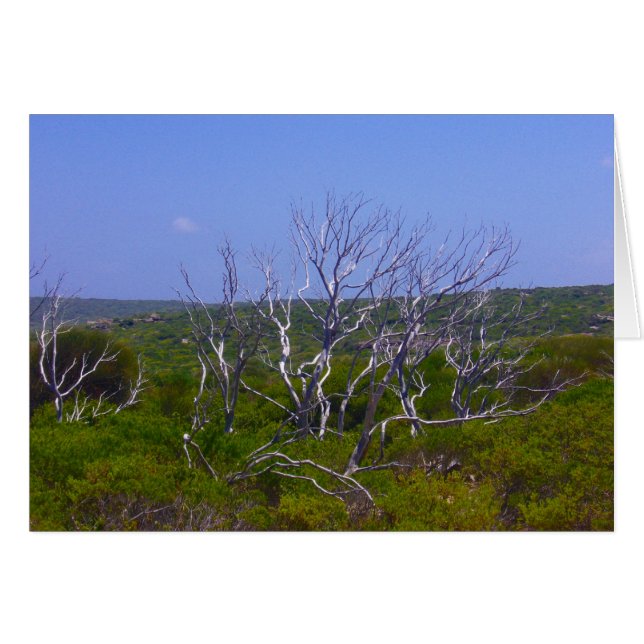 witte boom (Voorkant Horizontaal)