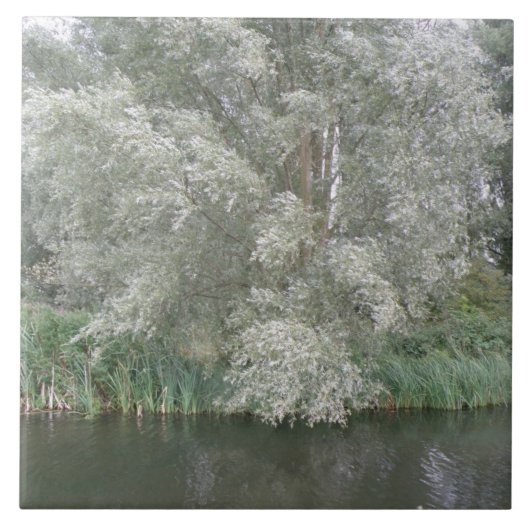 Witte boom- en rivierlandschapstegel tegeltje (Voorkant)