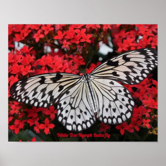 Witte Boom Nimf Vlinder Poster Deco (Voorkant)
