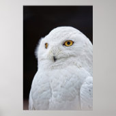 Witte boomgaard poster (Voorkant)
