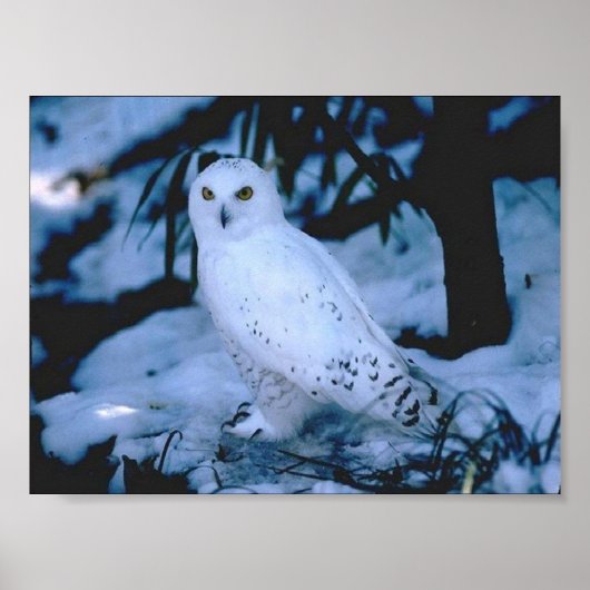 Witte boomgaard poster (Voorkant)