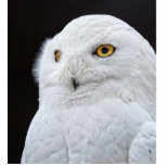 Witte boomgaard staand fotobeeldje<br><div class="desc">Mooie sneeuwuil.</div>