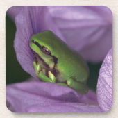 Witte boomkikker bier onderzetter (Voorkant)