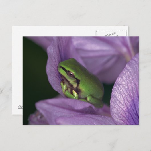 Witte boomkikker briefkaart (Voorkant / Achterkant)