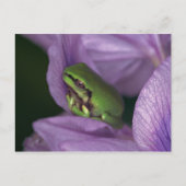 Witte boomkikker briefkaart (Voorkant)