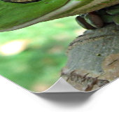 Witte boomkikker - Litoria caerulea Poster (Hoek)