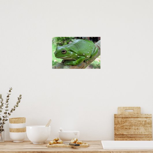 Witte boomkikker - Litoria caerulea Poster (Keuken)