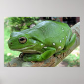 Witte boomkikker - Litoria caerulea Poster (Voorkant)