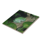 Witte boomkikker, pompkikker tegeltje (Zijkant)