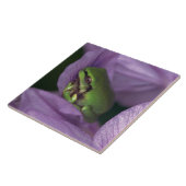 Witte boomkikker tegeltje (Zijkant)