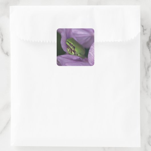 Witte boomkikker vierkante sticker (Tas)