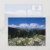 Witte boreaspas, Breckenridge bloemen Briefkaart (Voorkant / Achterkant)