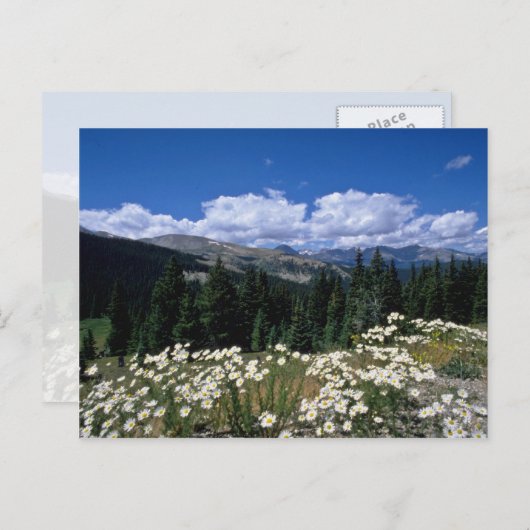 Witte boreaspas, Breckenridge bloemen Briefkaart (Voorkant / Achterkant)