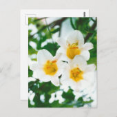 Witte boslelies - Lilium candidum Briefkaart (Voorkant / Achterkant)