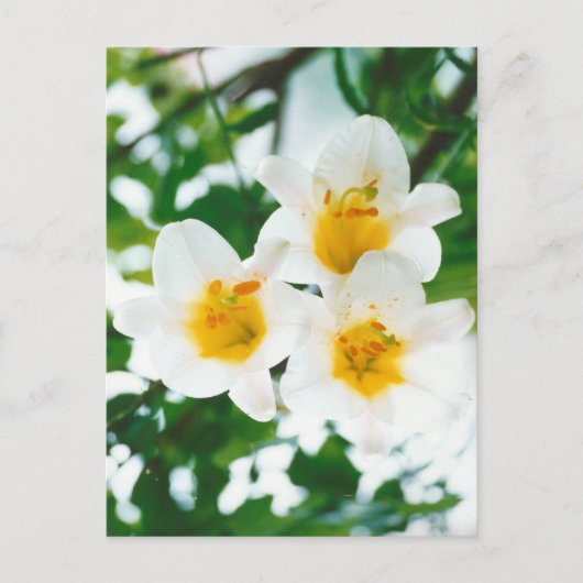 Witte boslelies - Lilium candidum Briefkaart (Voorkant)