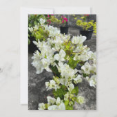 witte bougainvillea of paperflower wit als sneeuw kaart (Achterkant)