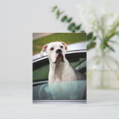 Witte boxer in een auto briefkaart (Staand voorkant)