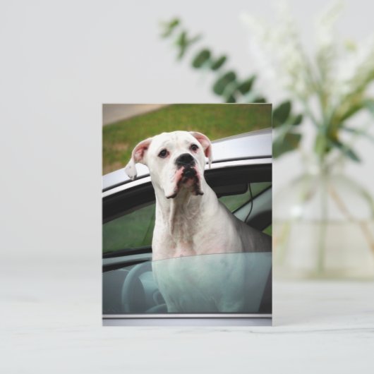 Witte boxer in een auto briefkaart (Staand voorkant)
