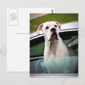 Witte boxer in een auto briefkaart (Voorkant / Achterkant)