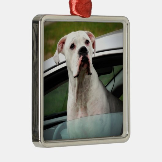 Witte boxer in een auto metalen ornament (Rechts)