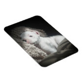 witte boxer puppy magneet (Rechterzijde)