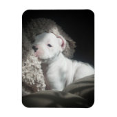 witte boxer puppy magneet (Verticaal)