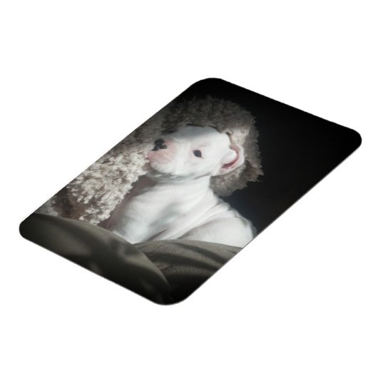 witte boxer puppy magneet (Linkerzijde)