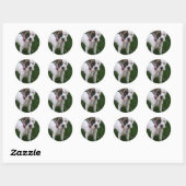 Witte Boxer Puppy Sticker (Vel)