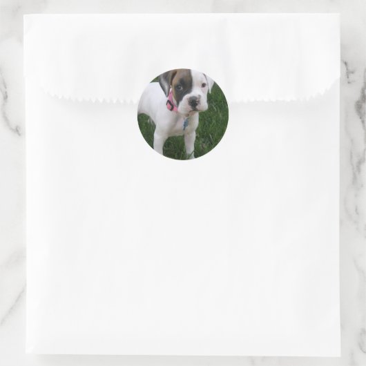Witte Boxer Puppy Sticker (Tas)