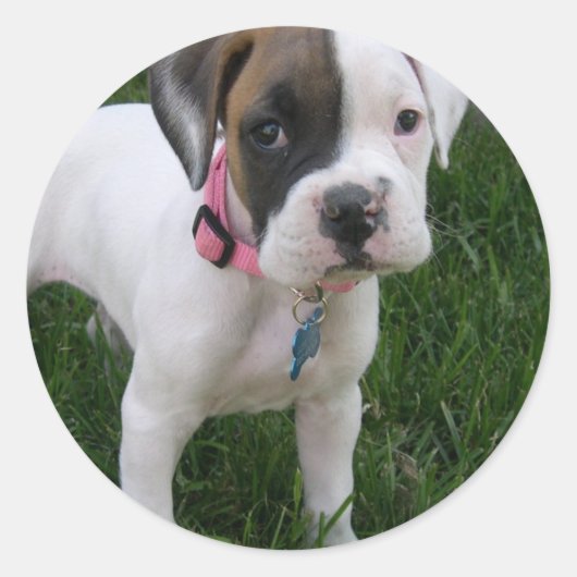 Witte Boxer Puppy Sticker (Voorkant)
