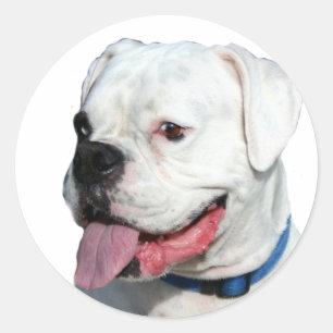 Witte boxer stickers