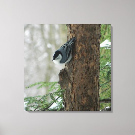 Witte Breasted Nuthatch (Forest) Canvas Print (Voorkant)