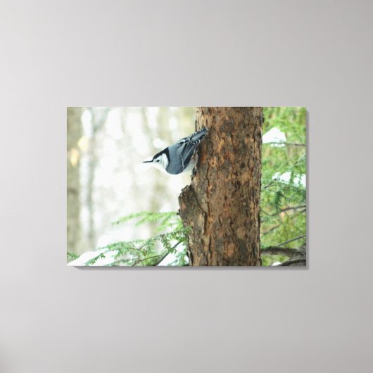 Witte Breasted Nuthatch Stretched Canvas Print (Voorkant)